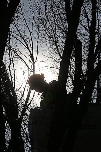 City of Brandon arborist Tyler Skinner is silhouetted against the sun while trimming branches in the
wide crown of an elm tree on the corner of Third Street and Kirkcaldy Drive on Monday afternoon. (Matt Goerzen/The Brandon Sun)