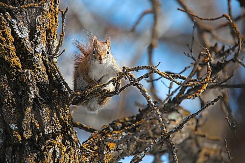 Awakened by the warm temperatures and bright sunshine, a squirrel chatters at the photographer while perched on top of some thin tree branches along a trail at the Brandon Hill Wildlife Management Area on Monday afternoon. (Matt Goerzen/The Brandon Sun)