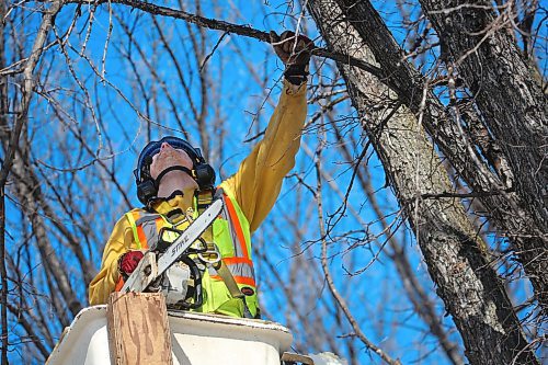 City of Brandon arborist Mike Atkins uses a chainsaw on the crown of an elm tree on the corner of Third Street and Kirkcaldy Drive on Monday afternoon. (Matt Goerzen/The Brandon Sun)