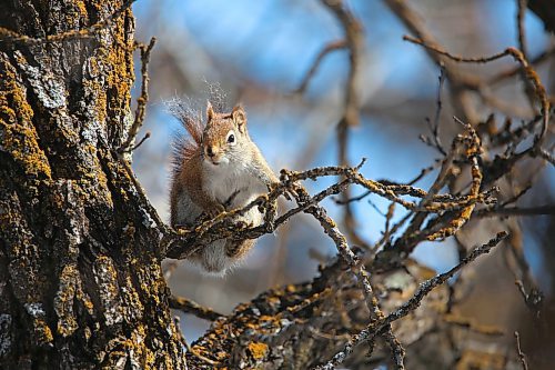 Awakened by the warm temperatures and bright sunshine, a squirrel chatters at the photographer while perched on top of some thin tree branches along a trail at the Brandon Hill Wildlife Management Area on Monday afternoon. (Matt Goerzen/The Brandon Sun)