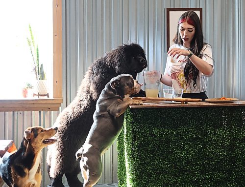 Rosie, a Newfoundland puppy, and Heidi, a bulldog, wait to be served "dog beer" by Grassland Groomers employee Kelsey Preston at the Dog Pub Daycare on Tuesday. Grassland co-owner Alyssa Fletcher says about 35 dogs drank the beer. (Abiola Udutola/The Brandon Sun)
