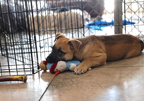 One of the five shepherd-husky-cross puppies at Brandon Humane Society on Wednesday afternoon that were brought from a community east of Winnipeg in January. (Michele McDougall/The Brandon Sun)