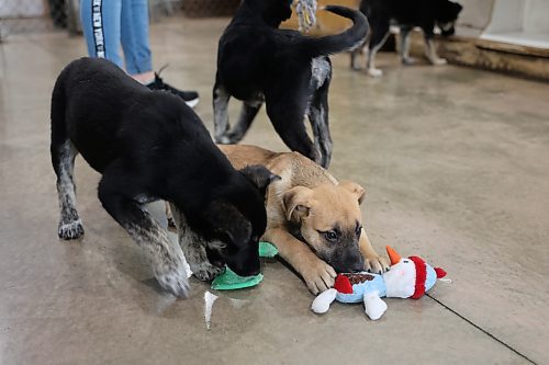 Three of the five shepherd-husky-cross puppies at Brandon Humane Society on Wednesday afternoon that were brought from a community east of Winnipeg in January. (Michele McDougall/The Brandon Sun)
