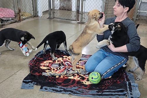 Kathy Smith, staff member at Brandon Humane Society, socializes with shepherd-husky-cross puppies on Wednesday afternoon. They were brought in from a community east of Winnipeg in January. (Michele McDougall/The Brandon Sun)