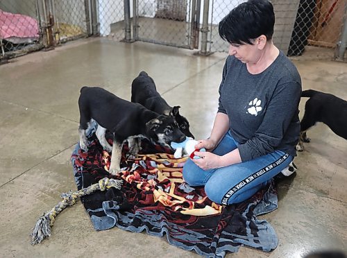 Kathy Smith, staff member at Brandon Humane Society, socializes with shepherd-husky-cross puppies on Wednesday afternoon. They were brought in from a community east of Winnipeg in January. (Michele McDougall/The Brandon Sun)