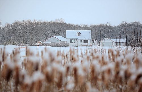 Snow-covered bullrushes stand in a ditch near a farmyard along Highway 25 on the road to Rivers during a snowy Thursday morning. (Matt Goerzen/The Brandon Sun)