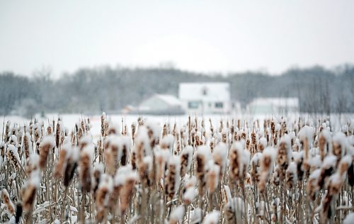 Snow-covered bullrushes stand in a ditch near a farmyard along Highway 25 on the road to Rivers during a snowy Thursday morning. (Matt Goerzen/The Brandon Sun)