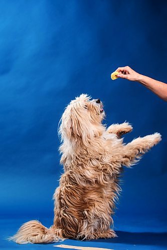 MIKAELA MACKENZIE / FREE PRESS

Oliver tries artisanal dog treats in Winnipeg on Thursday, March 14, 2024.  

For Eva story.