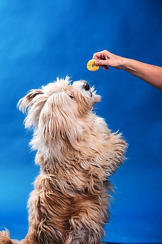 MIKAELA MACKENZIE / FREE PRESS

Oliver tries artisanal dog treats in Winnipeg on Thursday, March 14, 2024.  

For Eva story.