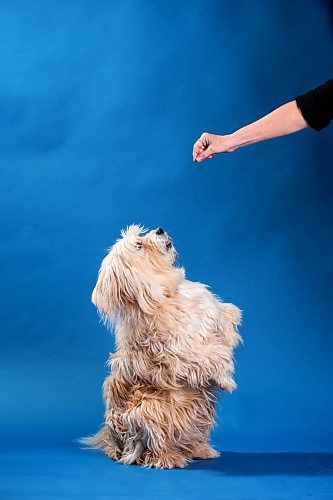 MIKAELA MACKENZIE / FREE PRESS

Oliver tries artisanal dog treats in Winnipeg on Thursday, March 14, 2024.  

For Eva story.