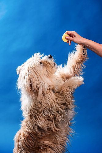 MIKAELA MACKENZIE / FREE PRESS

Oliver tries artisanal dog treats in Winnipeg on Thursday, March 14, 2024.  

For Eva story.