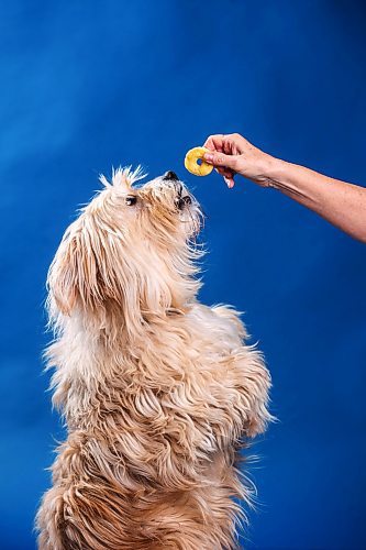 MIKAELA MACKENZIE / FREE PRESS

Oliver tries artisanal dog treats in Winnipeg on Thursday, March 14, 2024.  

For Eva story.