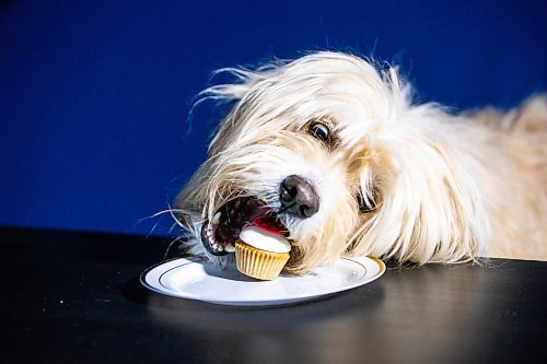 MIKAELA MACKENZIE / FREE PRESS

Oliver tries artisanal dog treats in Winnipeg on Thursday, March 14, 2024.  

For Eva story.