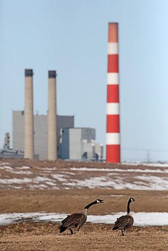 A pair of Canada geese walk on a field near the Manitoba Hydro Brandon Generating Station on Monday afternoon. (Matt Goerzen/The Brandon Sun)