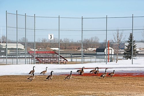 A small flock of Canada geese walk to home base on Diamond 3 at Simplot Millennium Park on Monday afternoon. (Matt Goerzen/The Brandon Sun)