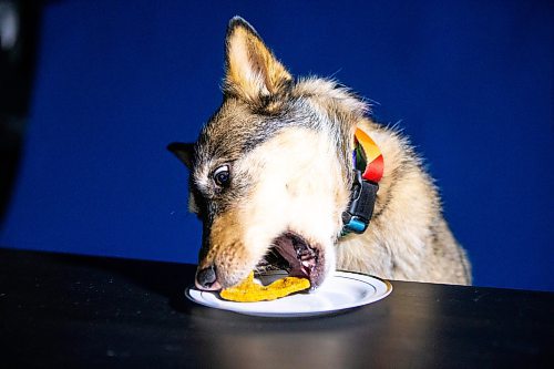 MIKAELA MACKENZIE / FREE PRESS

Quinn tries artisanal dog treats in Winnipeg on Thursday, March 14, 2024.  

For Eva story.