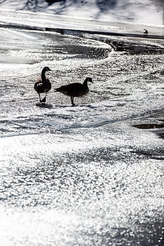 MIKAELA MACKENZIE / FREE PRESS

Canadian geese navigate the partially frozen Seine River on the second day of spring in Winnipeg on Wednesday, March 20, 2024. 

Standup.