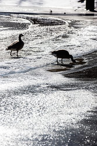 MIKAELA MACKENZIE / FREE PRESS

Canadian geese drink from pools of meltwater on the Seine River on the second day of spring in Winnipeg on Wednesday, March 20, 2024. 

Standup.