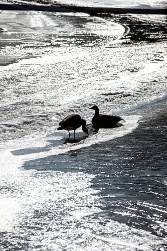 MIKAELA MACKENZIE / FREE PRESS

Canadian geese drink from pools of meltwater on the Seine River on the second day of spring in Winnipeg on Wednesday, March 20, 2024. 

Standup.