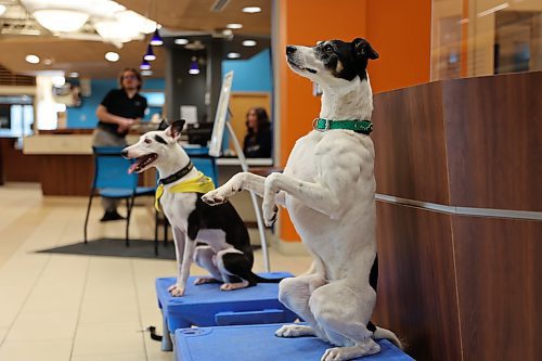 Zero and Memphis perform "sit pretty" as Fusion Credit Union hosted WoofJocks Canine All Stars at its Brandon branch on Friday. Photos: Abiola Odutola/The Brandon Sun