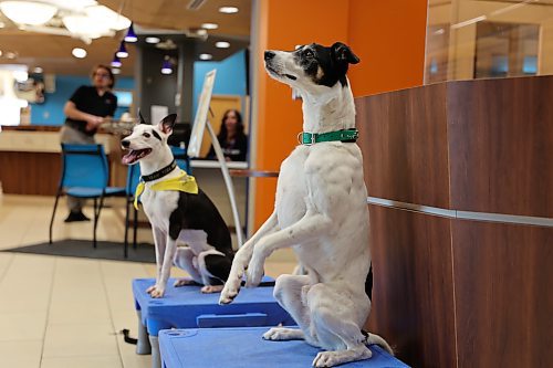 Right: Border Collie mix dogs Zero and Memphis perform 'Sit Pretty' when Fusion Credit Union hosted WoofJocks Canine All Stars’ at its Brandon branch located at 1212-18th Street on Friday ahead of the Royal Manitoba Winter Fair. Photos: Abiola Odutola/The Brandon Sun