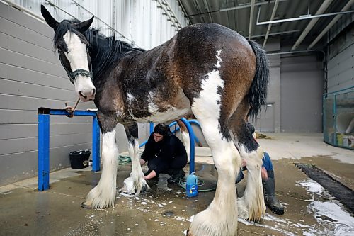 Brittany Martin and Tyler Thevenot of Boulder Bluff Clydesdales from Strathclair bathe Nina as they prepare for the Royal Manitoba Winter Fair on Sunday. (Colin Slark/The Brandon Sun)