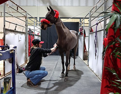 Brooke O'Neill brushes the five-year-old Hackney pony named Heartland Night Watch from Gilbert Farms in preparation of the evening's competition during the first day of the Royal Manitoba Winter Fair on Monday. (Michele McDougall/The Brandon Sun)    