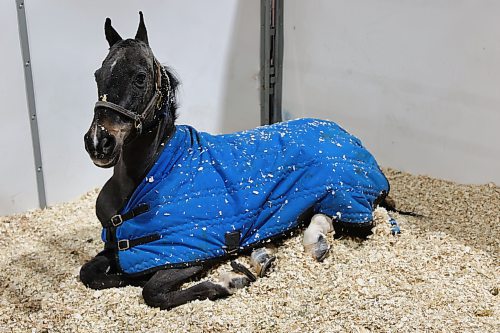 A Hackney pony from MTM Stables in Brandon, named Cool as a Cucumber rests in his stall during day one of the Royal Manitoba Winter Fair on Monday. (Michele McDougall/The Brandon Sun)