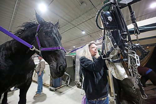 Pam Ferguson cleans up a harness while Bandit, a seven-year-old Percheron, waits patiently behind her between shows on Monday afternoon at the Royal Manitoba Winter Fair. (Matt Goerzen/The Brandon Sun)