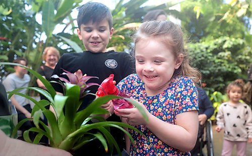 RUTH BONNEVILLE / FREE PRESS

Standup - Spring break at Leaf

Five-year-old Laine Ruminski and her cousin Jacob Cross (10yrs) learn about exotic bromeliads and how they collect water in their cupped leaves while at the Leaf with their family during Spring break Monday. 

List of other activities for kids to enjoy during spring break at the Leaf:

- Scavenger Hunt - test your knowledge and observational skills looking high and low throughout the biomes at the Leaf for tropical fruit and exotic flowers and plants. 

- Gardener Chats with their Horticulture team as they share their stories and passion about the plants in The Leaf,  

- Brasil Moderno, a colourful new display in the Babs Asper Display House inspired by the tropical landscapes of Brazil and the work of renowned Brazilian landscape architect and environmentalist Roberto Burle Marx.

- Story Time &#x2013; Settle down for story time with our amazing volunteers in the beautiful Mediterranean Biome.


March 25th,  2024