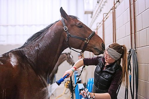 Skye Davies from Calgary washes her steed, five-year-old Oakley, after a competition on Monday afternoon during the opening day of the Royal Manitoba Winter Fair. (Matt Goerzen/The Brandon Sun)