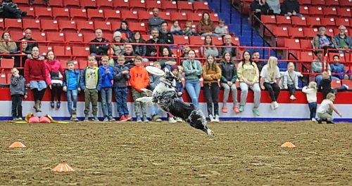 Backdropped against a line of kids, a member of the WoofJocks catches a frisbee during the Royal Manitoba Winter Fair's evening show on Monday night. (Matt Goerzen/The Brandon Sun)