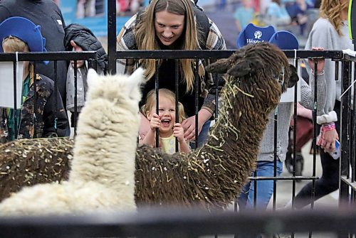 Three-year-old Elowyn Thom from Goodlands giggles at the alpacas at the Royal Petting Zoo during the Royal Manitoba Winter Fair on Tuesday. (Matt Goerzen/The Brandon Sun)