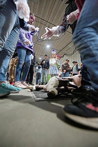 A little girl watches a fake newborn calf on the floor of the Flynn Arena during a calving demonstration at the Royal Manitoba Winter Fair on Tuesday. (Matt Goerzen/The Brandon Sun)