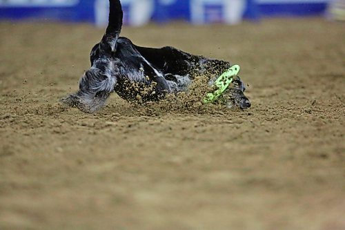A dog with the WoofJocks misses his frisbee and sprays soft sand on his landing in the Westoba Place Arena on Tuesday during the Royal Maanitoba Winter Fair. (Matt Goerzen/The Brandon Sun)