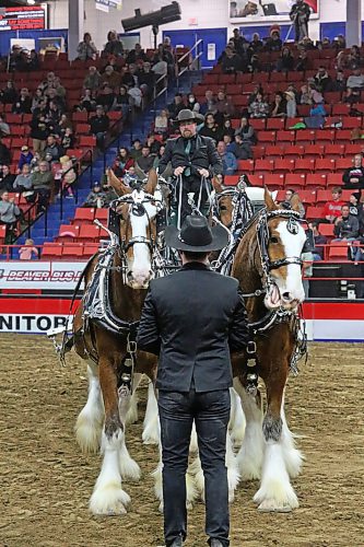 Members of the Jardines family from Brookdale, MB handle a heavy-horse team of clydesdales on Tuesday evening during the Royal Manitoba Winter Fair. (Matt Goerzen/The Brandon Sun)