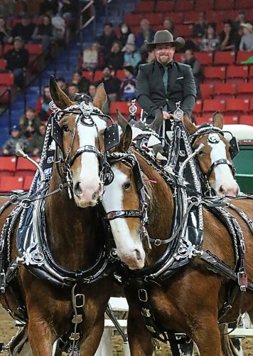 A pair of Clydesdales, part of a heavy-horse team owned by the Jardine family in Brookdale, get a little rambunctious as they wait during Tuesday-evening performance at the Royal Manitoba Winter Fair. (Matt Goerzen/The Brandon Sun)