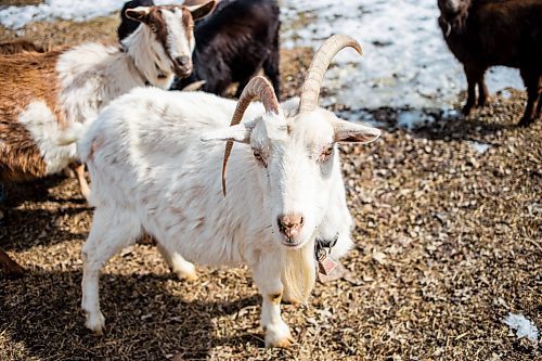 MIKAELA MACKENZIE / FREE PRESS

Leiah Baue&#x573; goats on her property near Richer on Monday, March 25, 2024. 

For AV story.