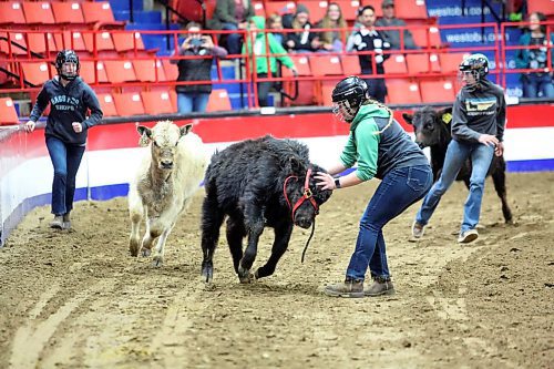 A young woman attempts to slow a black bull to remove a blue rope from its harness during the Barnyard Challenge event at the Royal Manitoba Winter Fair event event at Westoba Place Arena. (Matt Goerzen/The Brandon Sun)