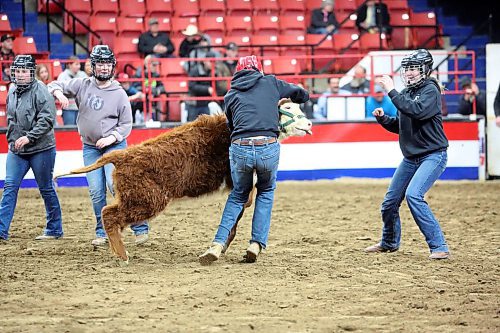 Competitors attempt to wrangle calves in the Westoba Place Arena on Tuesday evening in an attempt to remove a blue rope that dangles down from their harness during the Royal Manitoba Winter Fair's Barnyard Challenge event. (Matt goerzen/The Brandon Sun)
