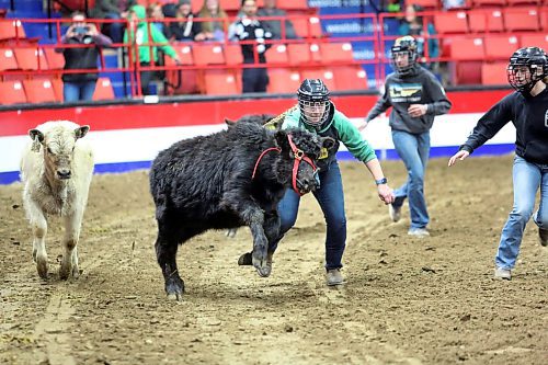 A young woman attempts to chase down a black bull to remove a blue rope from its harness during the Barnyard Challenge event at the Royal Manitoba Winter Fair event event at Westoba Place Arena. (Matt Goerzen/The Brandon Sun)