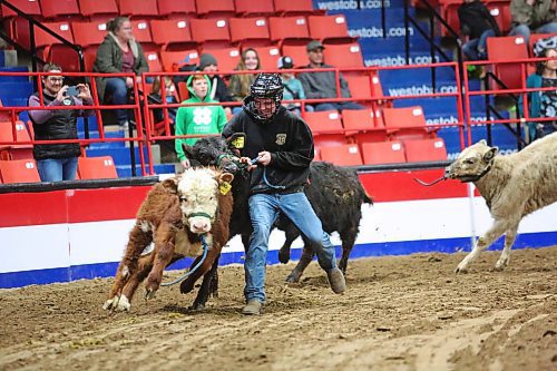 A teen competitor attempts to remove the blue rope from a black calf in the middle of the Westoba Place Arena during the Barnyard Challenge event on the second day of the Royal Manitoba Winter Fair. (Matt Goerzen/The Brandon Sun)