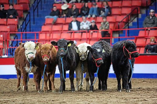 Six calves line up to watch an approaching Sun photographer shortly before the start of the Barnyard Challenge event during the second day of the Royal Manitoba Winter Fair at the Westoba Place Arena on Tuesday. (Matt Goerzen/The Brandon Sun)