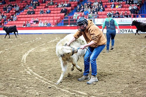A male participant in the Royal Manitoba Winter Fair's Barnyard Challenge event, attempts to wrest free a blue rope from the harness of a white calf on Tuesday night at the Westoba Place Arena. (Matt Goerzen/The Brandon Sun)
