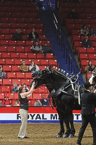 A handler with a heavy-horse team from Strathclair, MB. tries to calm a pair of lead horses during a Tuesday-evening performance as part of the Royal Manitoba Winter Fair. (Matt Goerzen/The Brandon Sun)