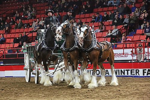 Lead clydesdales with a heavy-horse team from Brookdale, MB get a little jumpy during the Royal Manitoba Winter Fair at the Westoba Place Arena on Tuesday evening. (Matt Goerzen/The Brandon Sun)