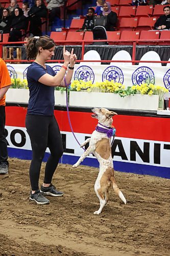 Handler Jillian Fadun signals to her dog Picket following the Dog/Horse Relay event on Wednesday evening in Westoba Place Arena during the Royal Manitoba Winter Fair. (Matt Goerzen/The Brandon Sun)