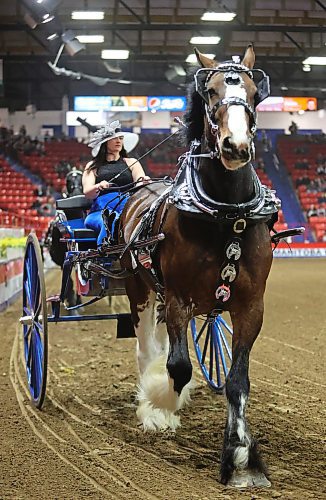 Brittany Martin of Boulder Bluff Clydesdales of Strathclair guides her horse and open cart around the Westoba Place Arena on Wednesday evening during the Open Cart competition of the Royal Manitoba Winter Fair. The Boulder Bluff Clydesdales entree won first place in the competition. (Matt Goerzen/The Brandon Sun)