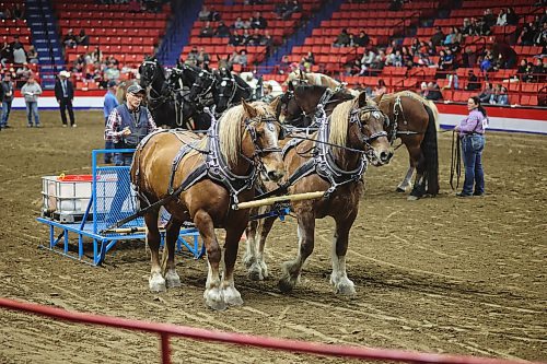 One of the participants at the Chore Horse Water Race on Friday afternoon during the Royal Manitoba Winter Fair. Photos: Abiola Odutola/The Brandon Sun