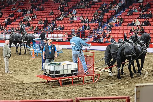 One of the participants at the Chore Horse Water Race on Friday afternoon during the Royal Manitoba Winter Fair. Photos: Abiola Odutola/The Brandon Sun